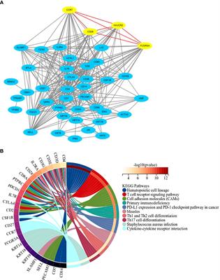 FCGR3A: A new biomarker with potential prognostic value for prostate cancer